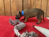Jewels' Blue Female, a female Belgian Malinois for sale in Konawa, OK – 5 of 6