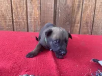 Jewels' Green Female , a female Belgian Malinois for sale in Konawa, OK – 7 of 9