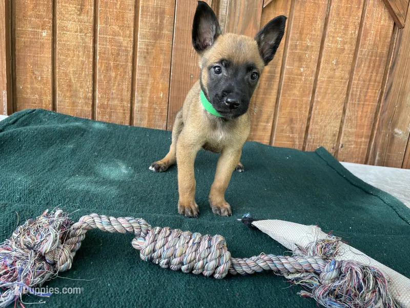 Jewels' Green male – Belgian Malinois puppy for sale in Konawa, OK