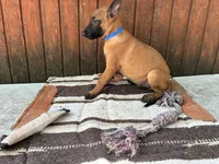 Jewel's Blue Male, a male Belgian Malinois for sale in Konawa, OK – 3 of 8