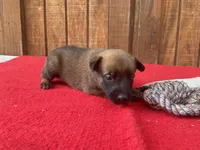 Jewels' Orange female, a female Belgian Malinois for sale in Konawa, OK – 3 of 9