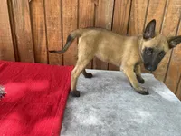 Sonja's Pink Girl, a female Dutch Shepherd for sale in Konawa, OK – 2 of 10