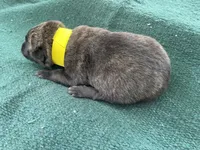 Sonja's Yellow Male, a male Dutch Shepherd for sale in Konawa, OK – 5 of 8