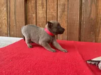 Jewels' Red Female, a female Belgian Malinois for sale in Konawa, OK – 4 of 6