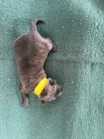 Sonja's Yellow Male, a male Dutch Shepherd for sale in Konawa, OK – 6 of 8
