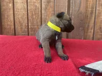 Jewels' yellow female, a female Belgian Malinois for sale in Konawa, OK – 6 of 8