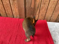 Jewels' Orange female, a female Belgian Malinois for sale in Konawa, OK – 6 of 8