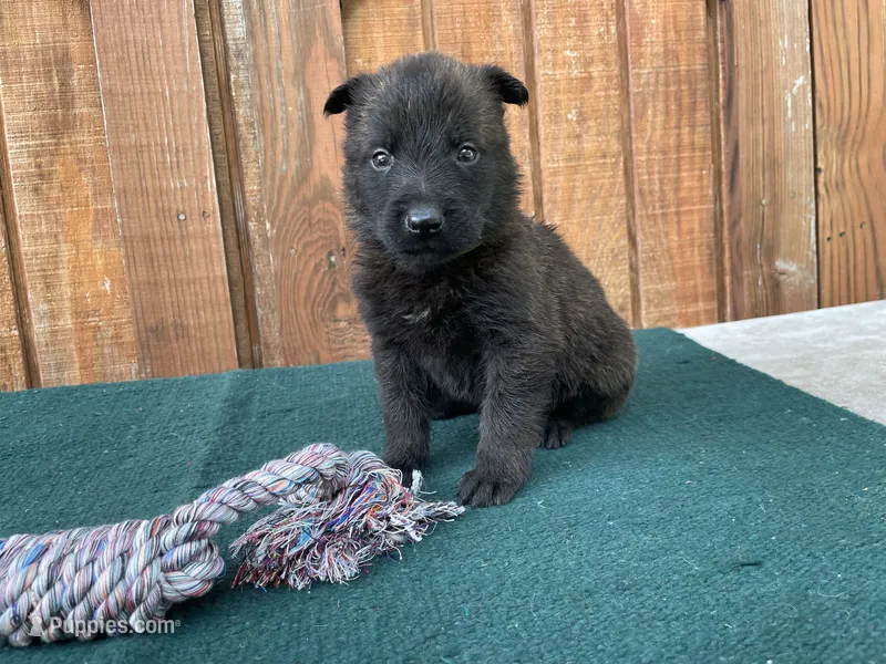 Sonja's Yellow Male – Dutch Shepherd puppy for sale in Konawa, OK