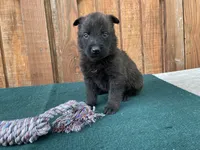 Sonja's Yellow Male, a male Dutch Shepherd for sale in Konawa, OK – 1 of 8