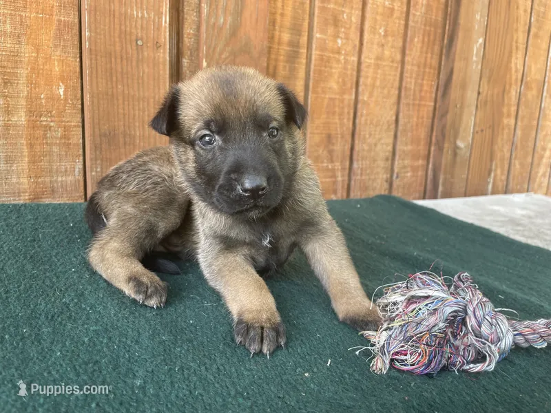 Jewels' Orange male – Belgian Malinois puppy for sale in Konawa, OK