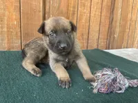 Jewels' Orange male, a male Belgian Malinois for sale in Konawa, OK – 1 of 7
