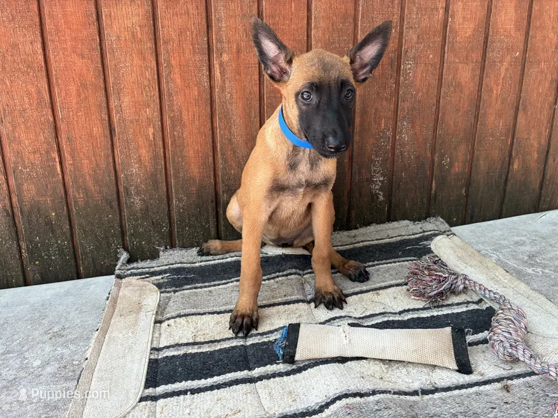 Jewels' Blue Female – Belgian Malinois puppy for sale in Konawa, OK