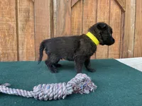 Sonja's Yellow Male, a male Dutch Shepherd for sale in Konawa, OK – 2 of 8