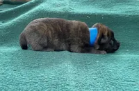 Sonja's Blue Male, a male Dutch Shepherd for sale in Konawa, OK – Photo 2 of 8