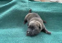 Sonja's Blue Male, a male Dutch Shepherd for sale in Konawa, OK – Photo 5 of 8