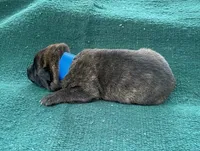 Sonja's Blue Male, a male Dutch Shepherd for sale in Konawa, OK – Photo 3 of 8