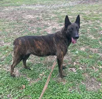 Sonja's Blue Male, a male Dutch Shepherd for sale in Konawa, OK – Photo 8 of 8