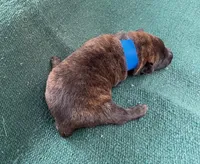 Sonja's Blue Male, a male Dutch Shepherd for sale in Konawa, OK – Photo 6 of 8