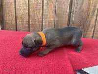 Jewels' Orange female, a female Belgian Malinois for sale in Konawa, OK – 7 of 9
