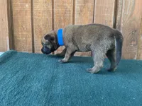 Jewels' Blue Male, a  Belgian Malinois for sale in Konawa, OK – 7 of 8