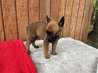 Jewels' Orange female, a female Belgian Malinois for sale in Konawa, OK – 4 of 8