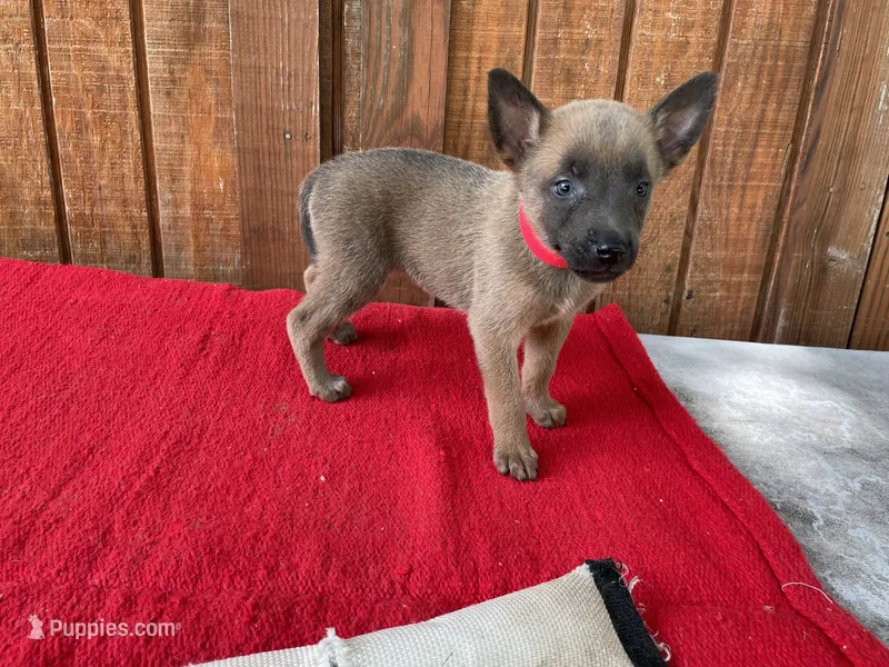 Jewels' Red Female – Belgian Malinois puppy for sale in Konawa, OK