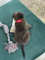 Sonja's Red Male, a female Dutch Shepherd for sale in Konawa, OK – 6 of 8