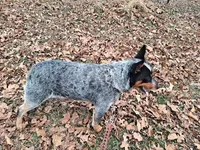 Sophie's Male, a male Australian Cattle Dog for sale in Konawa, OK – Photo 5 of 5