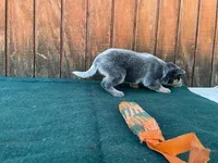 Sophie's Male, a male Australian Cattle Dog for sale in Konawa, OK – Photo 2 of 5