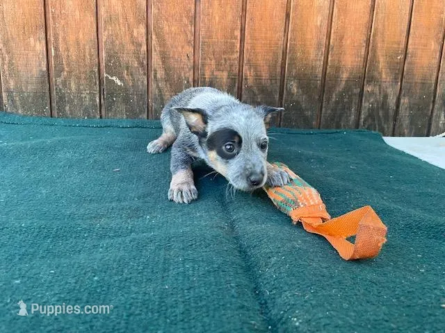 Sophie's Male, a male Australian Cattle Dog for sale in Konawa, OK – Photo 1 of 5
