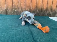 Sophie's Male, a male Australian Cattle Dog for sale in Konawa, OK – Photo 1 of 5