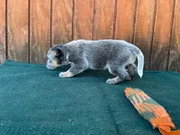 Sophie's Male, a male Australian Cattle Dog for sale in Konawa, OK – Photo 3 of 5