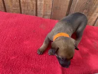 Jewels' Orange female, a female Belgian Malinois for sale in Konawa, OK – 4 of 9