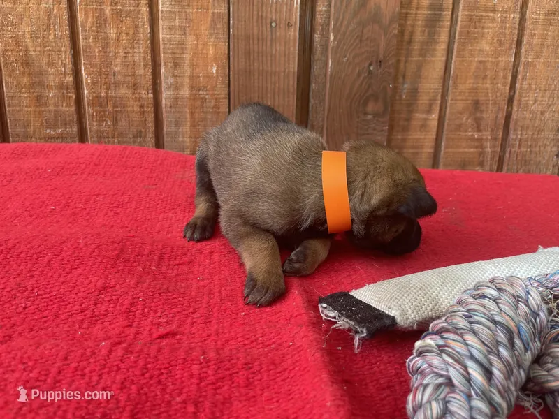 Jewels' Orange female – Belgian Malinois puppy for sale in Konawa, OK