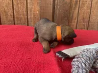 Jewels' Orange female, a female Belgian Malinois for sale in Konawa, OK – 1 of 9