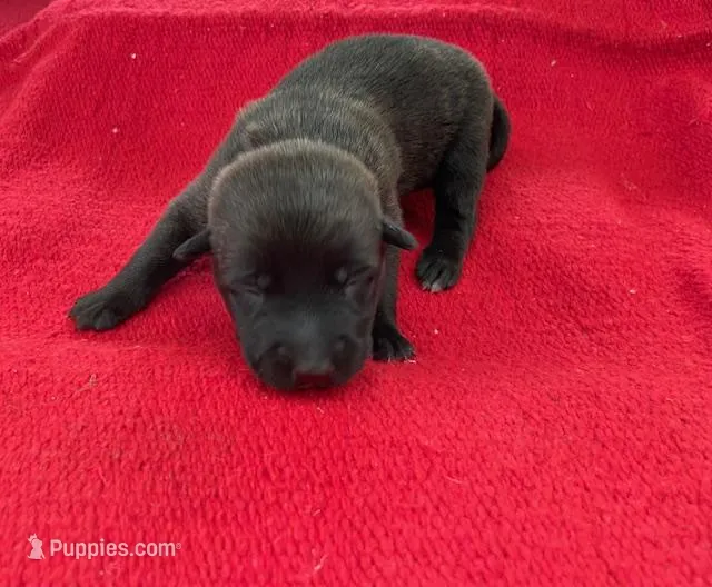 Sonja's Red Girl , a female Dutch Shepherd for sale in Konawa, OK – Photo 1 of 9