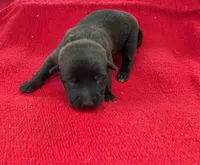 Sonja's Red Girl , a female Dutch Shepherd for sale in Konawa, OK – Photo 1 of 9