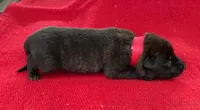Sonja's Red Girl , a female Dutch Shepherd for sale in Konawa, OK – Photo 2 of 9