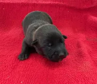 Sonja's Red Girl , a female Dutch Shepherd for sale in Konawa, OK – Photo 7 of 9