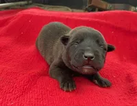 Sonja's Red Girl , a female Dutch Shepherd for sale in Konawa, OK – Photo 6 of 9