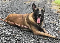 Sonja's Red Girl , a female Dutch Shepherd for sale in Konawa, OK – Photo 8 of 9