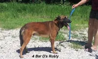 Laverne's 5M, a male Belgian Malinois for sale in Konawa, OK – Photo 9 of 10