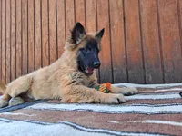 Laverne's 5M, a male Belgian Malinois for sale in Konawa, OK – Photo 4 of 10