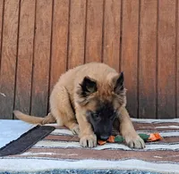 Laverne's 5M, a male Belgian Malinois for sale in Konawa, OK – Photo 6 of 10