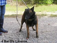 Laverne's 5M, a male Belgian Malinois for sale in Konawa, OK – Photo 10 of 10