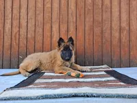 Laverne's 5M, a male Belgian Malinois for sale in Konawa, OK – Photo 3 of 10