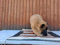 Laverne's 5M, a male Belgian Malinois for sale in Konawa, OK – Photo 2 of 10