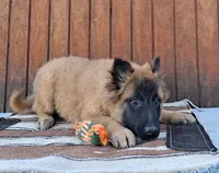 Laverne's 5M, a male Belgian Malinois for sale in Konawa, OK – Photo 7 of 10