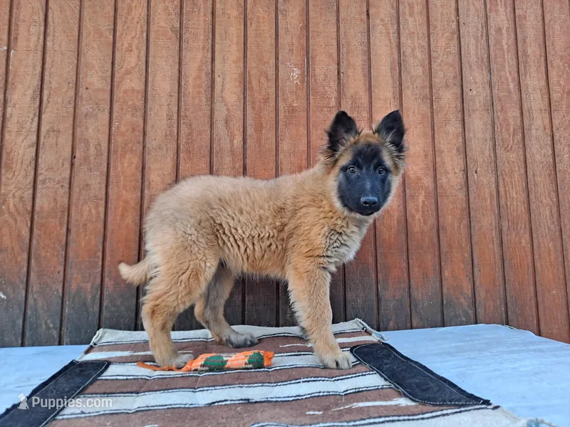 Laverne's 5M, a male Belgian Malinois for sale in Konawa, OK – Photo 1 of 10
