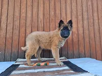 Laverne's 5M, a male Belgian Malinois for sale in Konawa, OK – Photo 1 of 10